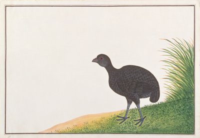 Black Partridge, from Drawings of Birds from Malacca by Chinese School